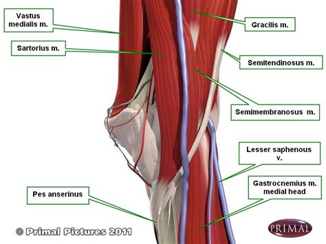 Pes Anatomy