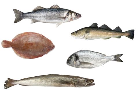 Pescado Blanco Lista
