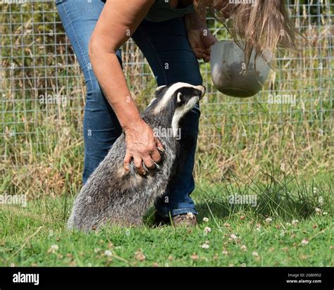 Pet Badger