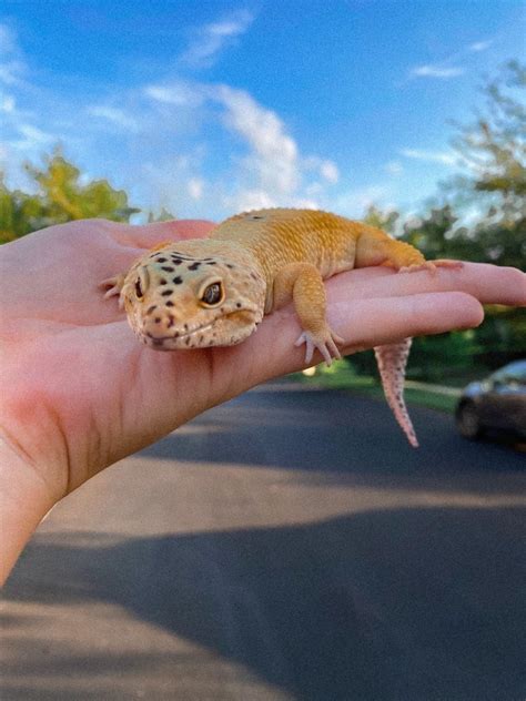 pet bazaar florida