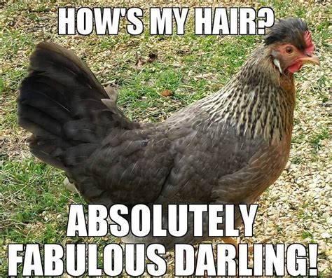 pet chicken Memes & GIFs - Imgflip