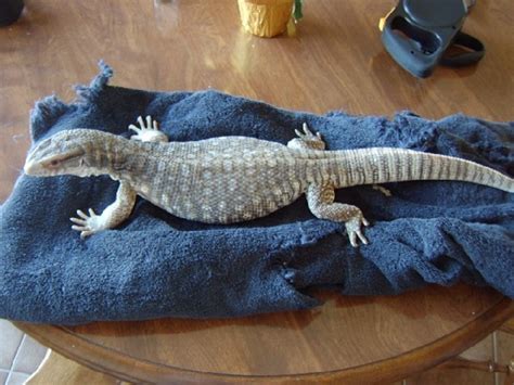 Pet Monitor Lizard
