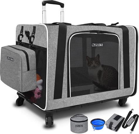 pet practice extra black cat