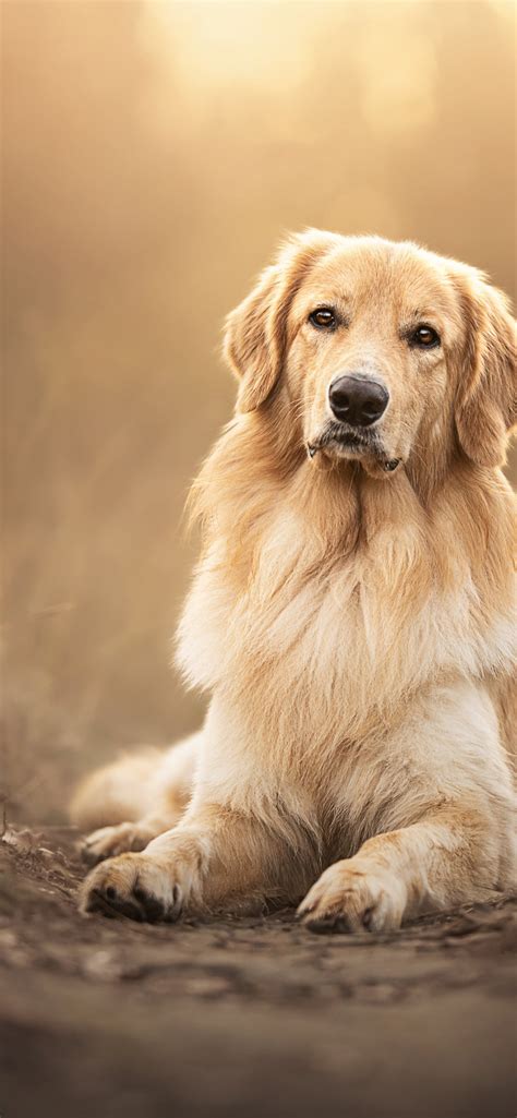 Pet That Dog