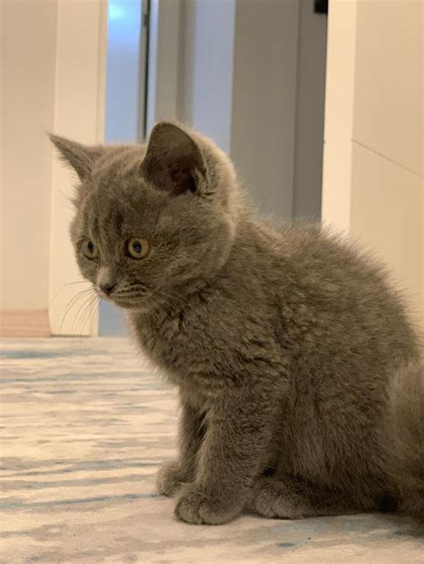 petcim #britishshorthair #kedi.