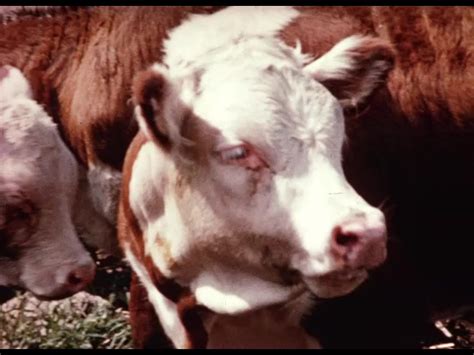 peter longstaff cows mooing