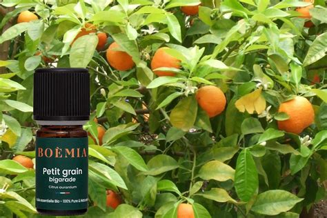 petit grain bigarade wiki