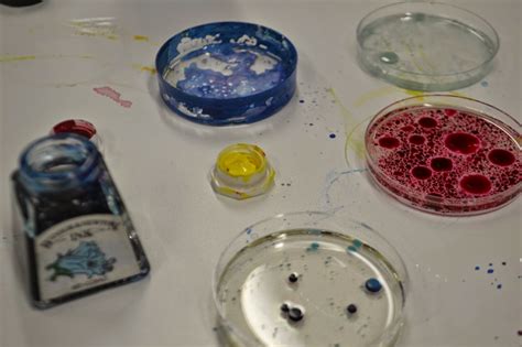 Petri Dish Science Experiment   Fiu Home Create A Bread Petri Dish Experiment - Petri Dish Science Experiment