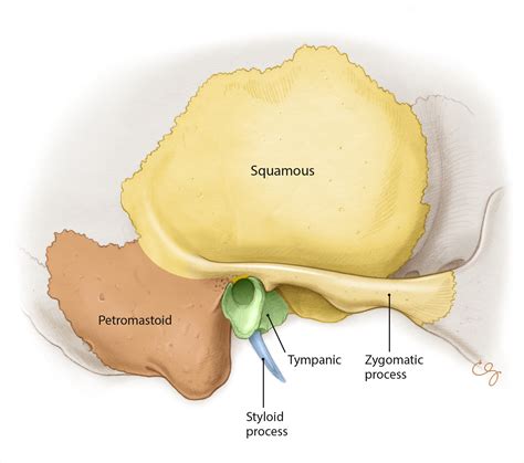 Petrous Part Of Temporal