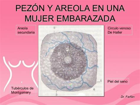 Pezones Sin Aurola