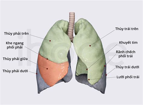 phổi | Phi l g Cu to chc nng