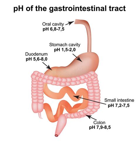 Ph Of Small Intestine