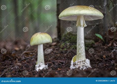 phalloides