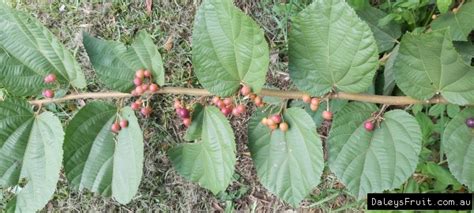 Phalsa Fruit Tree