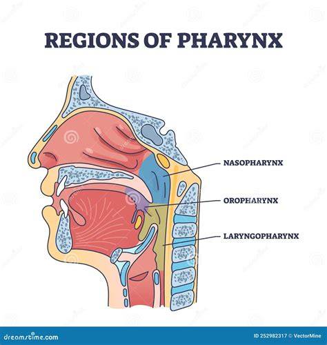 pharynx larynx anatomical chart