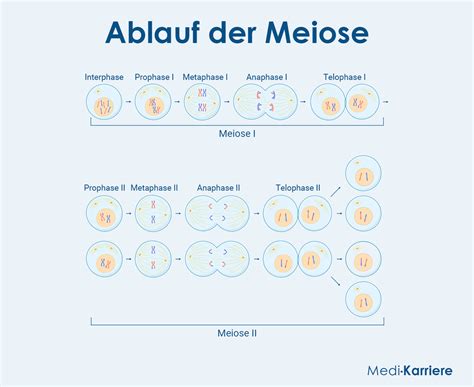 Phasen Der Meiose