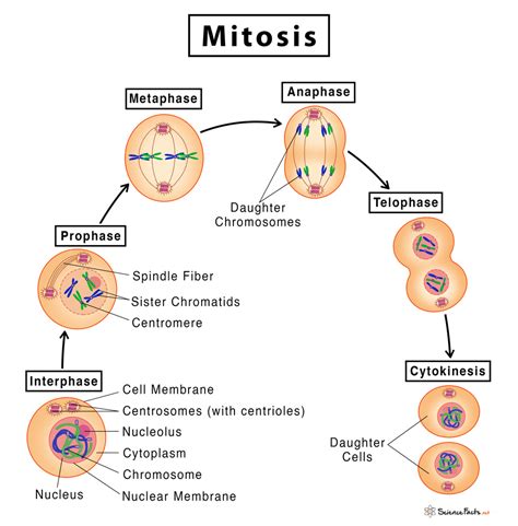 Phases Of Mitosis Mitosis Biology Article Khan Academy Duplication Division - Duplication Division