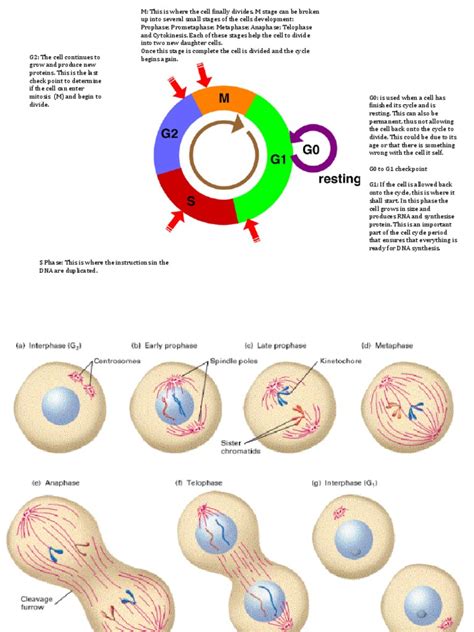 Phases Of The Cell Cycle Article Khan Academy Cycle In Science - Cycle In Science