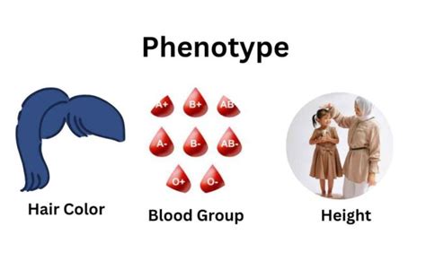 pheno-: meaning, definition - WordSense