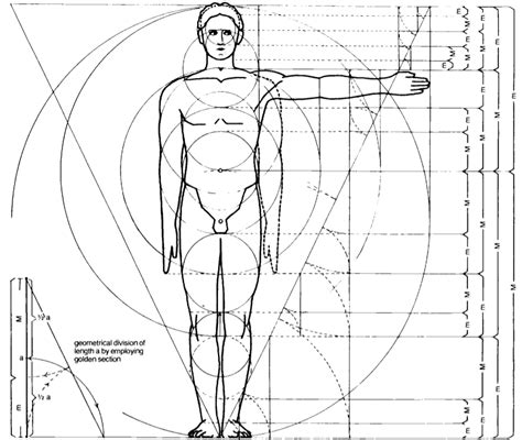 Phi Ratio Human Body
