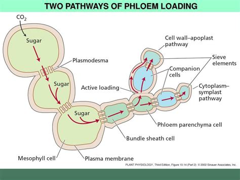 Phloem Loading And Unloading