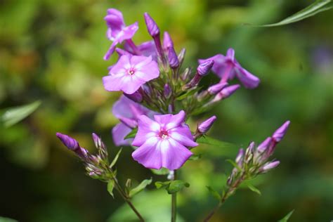 phlox common purple