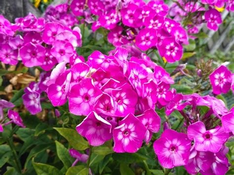 phlox flower information in english