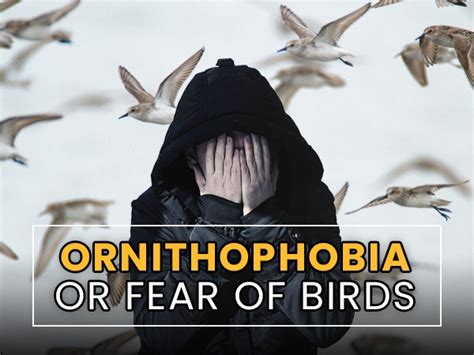 phobia of birds