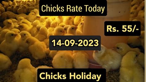 Phoenix Chicks Rate
