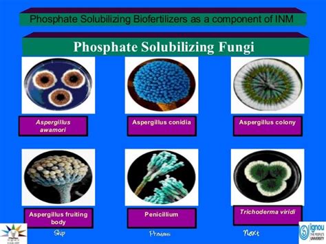 phosphate solubilizing fungi ppt