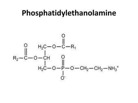 phosphatidylethanolamine