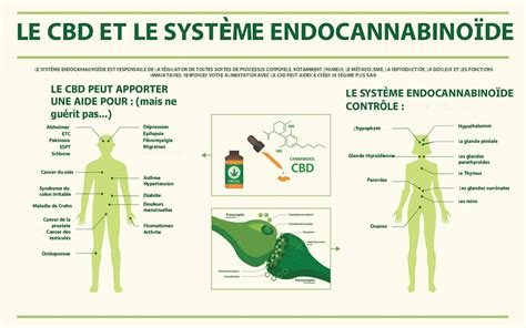 infographie cbd système endocannabinoïde zones corporelles affectées