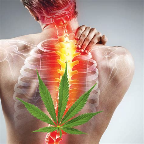 dos humain douleur vertebrale feuille cannabis