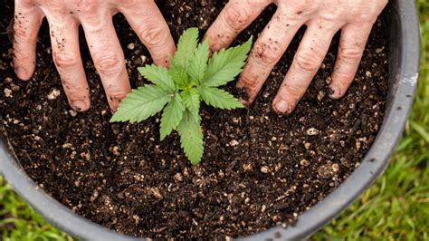Mains plantant un jeune cannabis dans un pot.