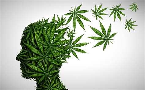 profil humain feuilles cannabis fond blanc