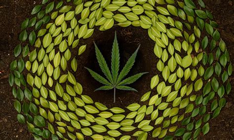 feuille de cannabis avec cercle de feuilles vertes sur terre