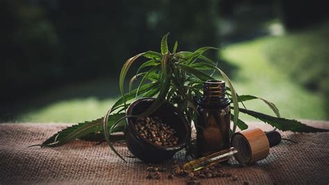 plante cannabis huile graines pipette toile fond naturelle