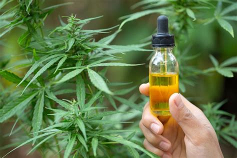 flacon-huile-cbd-plants-cannabis