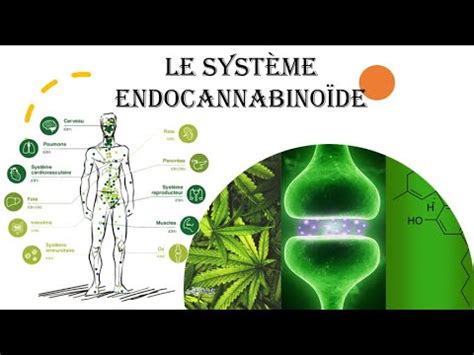 schema systeme endocannabinoide humain organes structure moleculaire