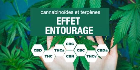 Main tenant feuilles de cannabis, texte sur les effets des cannabinoïdes.