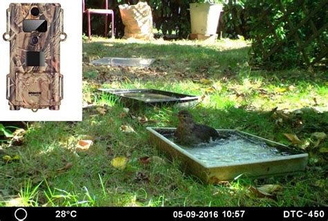 oiseau baignant dans une fontaine sous surveillance caméra