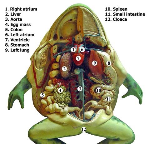 Read Photomanual And Dissection Guide To Frog Averys Anatomy 