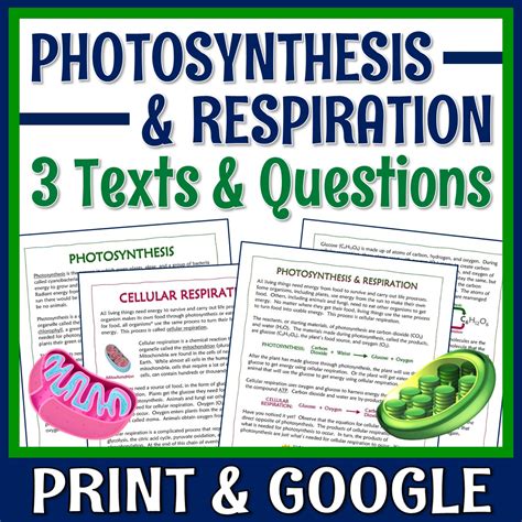 Photosynthesis And Cellular Respiration Article And Worksheet Cellular Respiration Middle School Worksheet - Cellular Respiration Middle School Worksheet