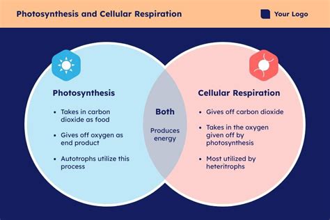 Photosynthesis And Cellular Respiration Venn Diagram Worksheet Cellular Respiration Middle School Worksheet - Cellular Respiration Middle School Worksheet