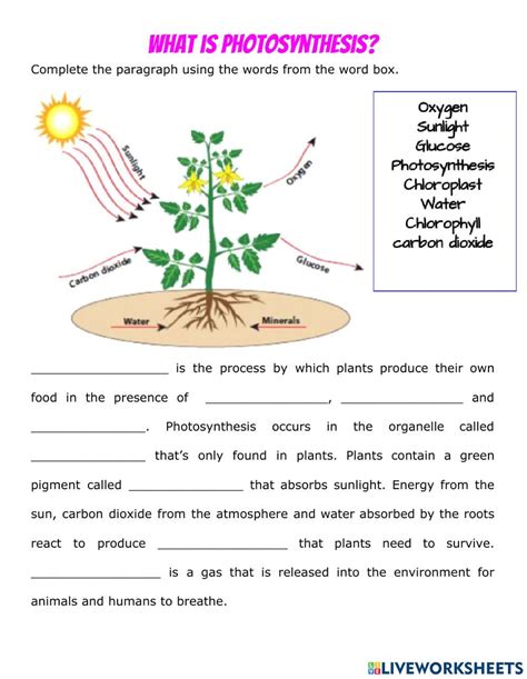 Photosynthesis Answer Key Activities For Ap Biology