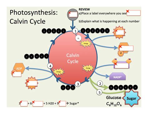 Photosynthesis Calvin Cycle Bealsscience The Calvin Cycle Worksheet - The Calvin Cycle Worksheet