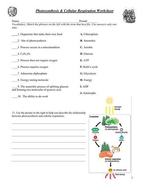 Photosynthesis Cellular Respiration And Fermentation Worksheet Cellular Respiration And Fermentation Worksheet - Cellular Respiration And Fermentation Worksheet
