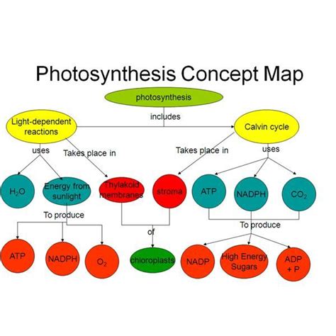 Photosynthesis Concept Map Answer Key