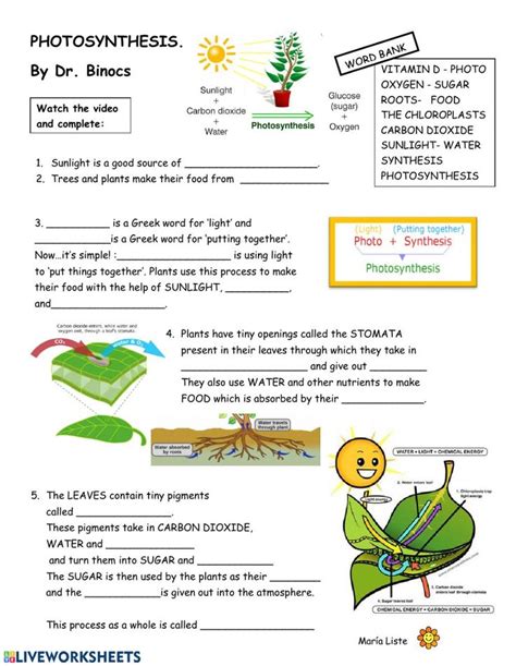 Photosynthesis Diagram Worksheet Key Free Download On Line Plant Diagram Worksheet - Plant Diagram Worksheet