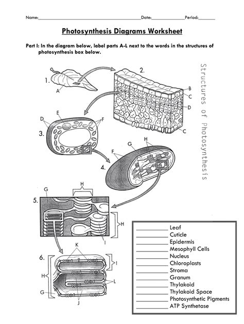 photosynthesis diagrams answer key structures